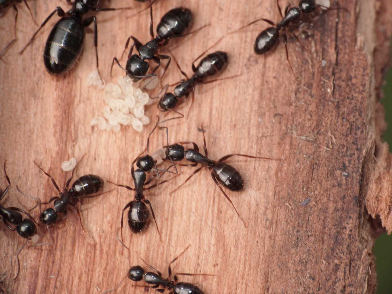 Quale Camponotus?